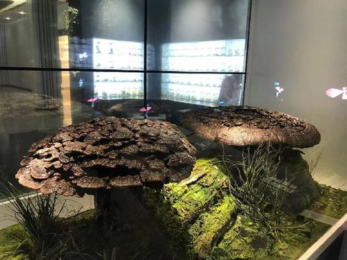 小蘑菇做出大產業 科技創新引領食用菌產業高質量發展