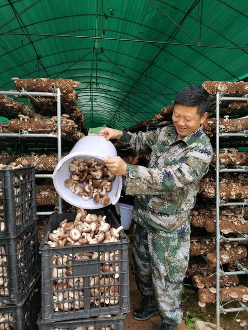 從戰場到田野 退役軍人村干部引領食用菌研發新風潮