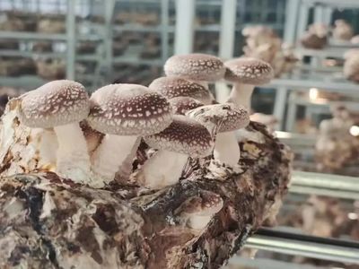安和鄉 以“菌”破題，破繭重生！食用菌研發成鄉村振興新引擎