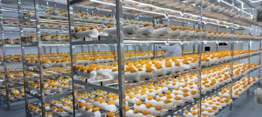合作共建特色食用菌產業園，深耕食用菌研發新動能
