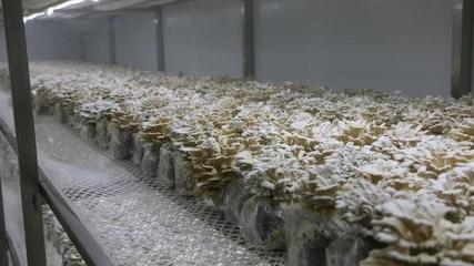 瓜果梨桃加入“果菌王”培養大賽，食用菌研發迎來水果味革命？