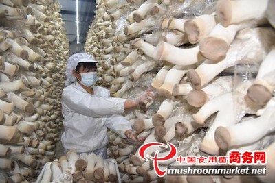 小蘑菇撐起“致富傘”——河南孟州三聯種植合作社食用菌研發紀實